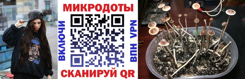 где купить   Невинномысск  Галлюциногенные грибы Magic Shrooms 